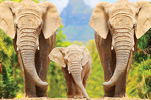 African Safaris and Tours African Safaris and Tours
