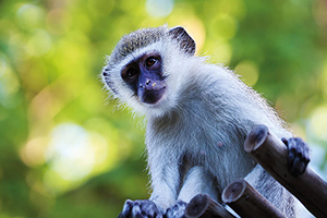 African Safaris and Tours African Safaris and Tours