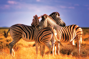 African Safaris and Tours African Safaris and Tours
