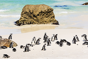 African Safaris and Tours African Safaris and Tours