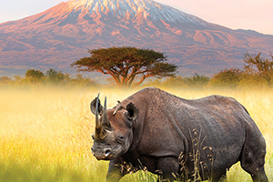 African Safaris and Tours African Safaris and Tours